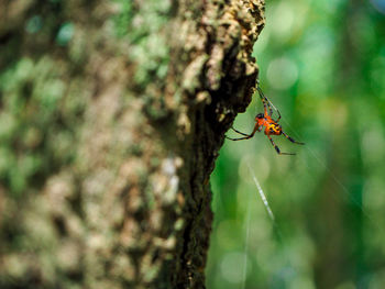 Close-up of insect on tree trunk