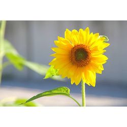 Close-up of yellow flower