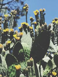 Close-up of yellow prickly pear cactus