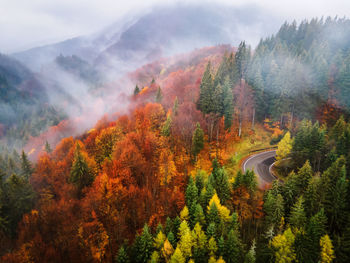 Scenic view of forest against sky during autumn