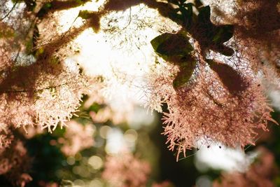 Close-up of cherry blossom tree