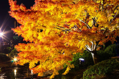 Low angle view of autumn trees against sky at night