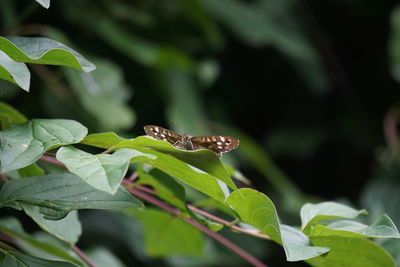 Close-up of insect on leaves