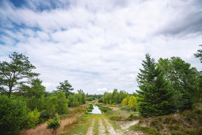 Dirt road amidst trees against sky