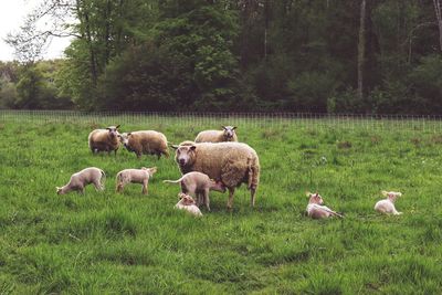 View of sheep on field