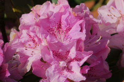 Close-up of pink flowering plant