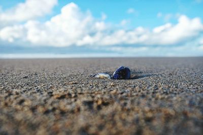 Close-up of crab on sand at beach against sky