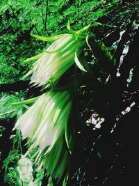 Close-up of flower plant