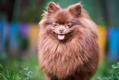 Pomeranian spitz dog in garden. cute brown pomeranian puppy on walk. friendly funny spitz pom dog