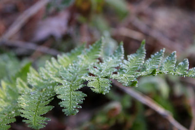 Close-up of a frosty fern leaf in the forest on a autumn morning