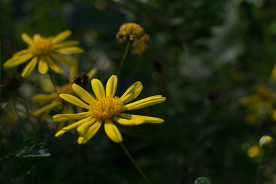 Close-up of yellow flowers blooming outdoors