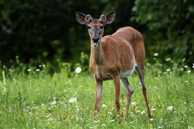 A young male white-tailed deer, odocoileus virginianus