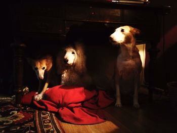 Portrait of dogs