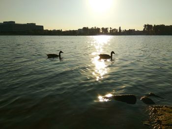 Swans swimming in lake against sky during sunset