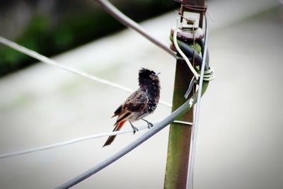 Close-up of bird perching on rope