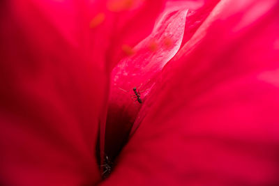 Close-up of insect on red flower