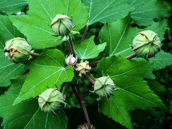 Close-up of leaves