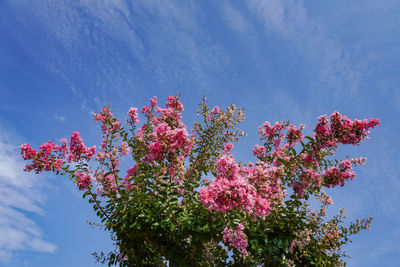 Low angle view of pink flowering plant against sky