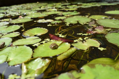 Close-up of lotus water lily