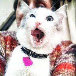 Close-up of cat