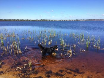 Dog by lake against sky