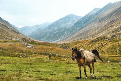 Horse standing on field against mountain range