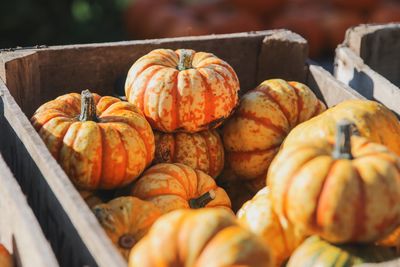Close-up of pumpkins for sale at market stall