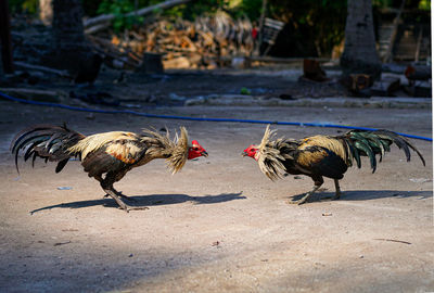 Roosters ready to fight 