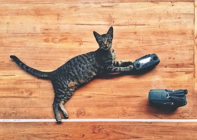 High angle view of cat