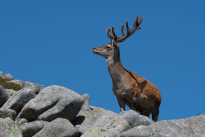 Low angle view of deer on rock against clear blue sky
