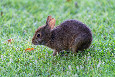 Wild rabbit florida