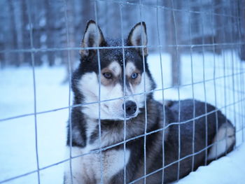 Portrait of dog in snow