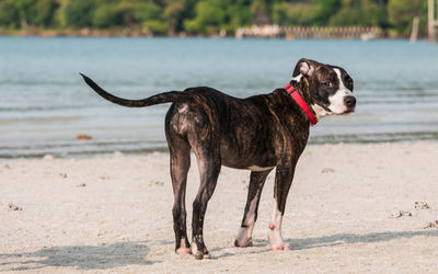Dog standing on beach