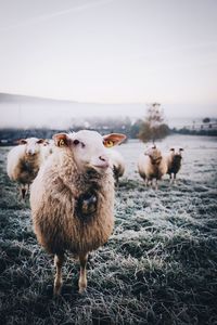 Flock of sheep on grassy field against sky