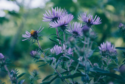 Close-up of purple flower