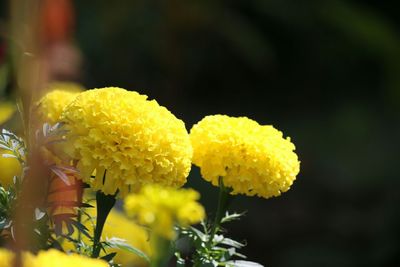 Close-up of yellow flowering plant