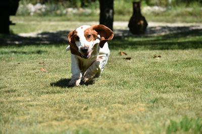 Dog running on field