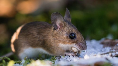 Close-up of rat eating on field during winter