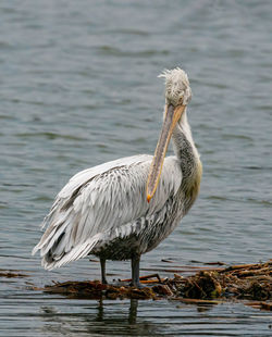 Bird perching on a lake