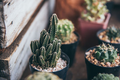 High angle view of succulent plant