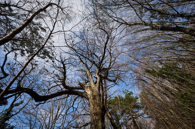 Low angle view of trees against sky