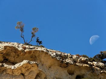 Low angle view of tree against clear blue sky