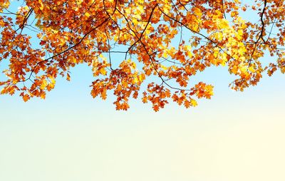 Low angle view of autumnal tree against clear sky