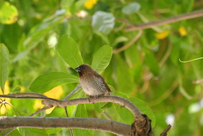 Bird perching on a tree