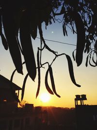 Low angle view of silhouette hanging from tree at sunset