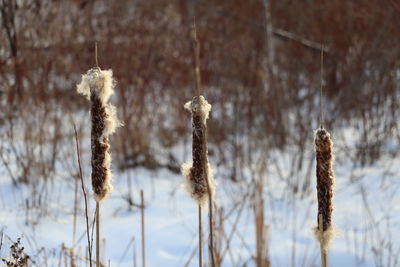 Close-up of stalks in winter