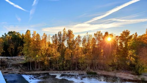 Trees growing by lake in forest against sky during autumn