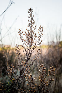 Close-up of flowering plant on field against sky