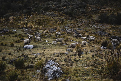 Flock of sheep in a field