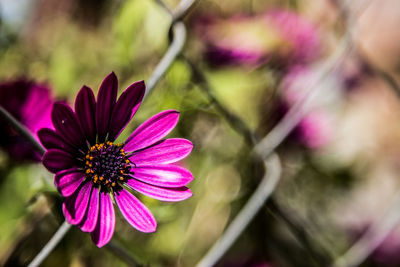 Close-up of pink flower